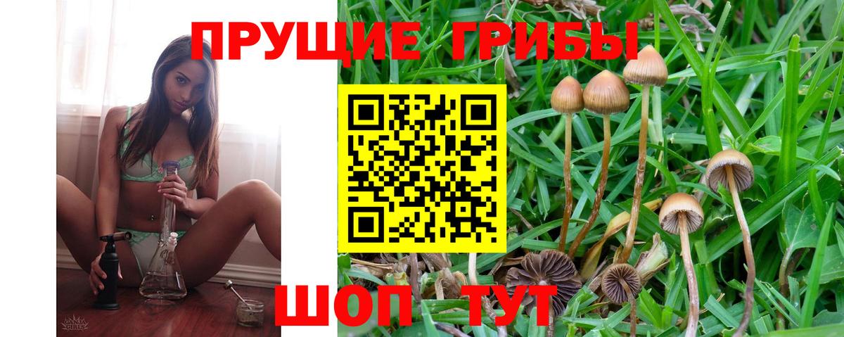 Галлюциногенные грибы Psilocybe Волоколамск